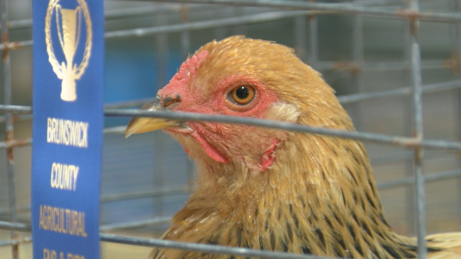 ‘Naked and hungry without agriculture’: Brunswick Co. Fair highlights farming’s survival amid growth