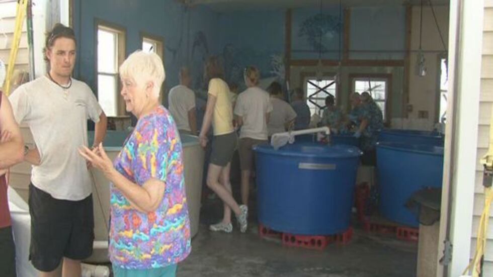 Each turtle that has been rehabilitating at the hospital received a checkup to see if they are...