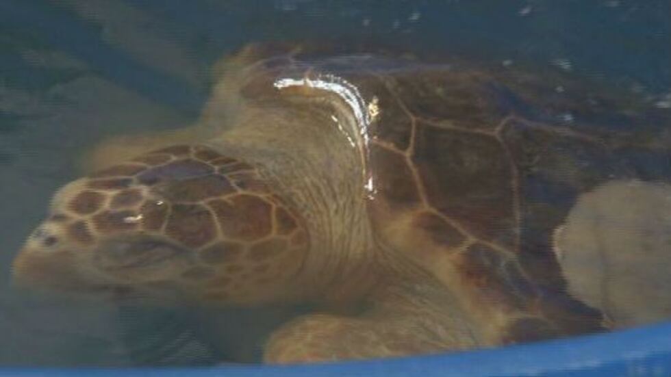 All hands were on deck Wednesday at the Karen Beasley Sea Turtle Hospital as part of the...