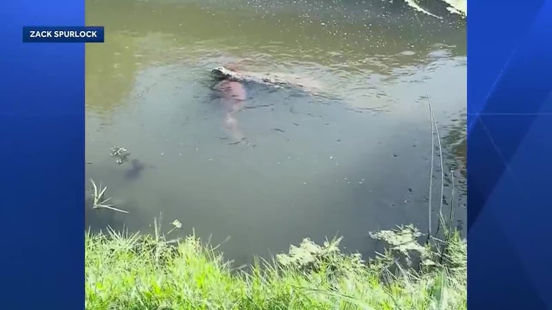 A crocodile was seen swimming with a large dog in its mouth.