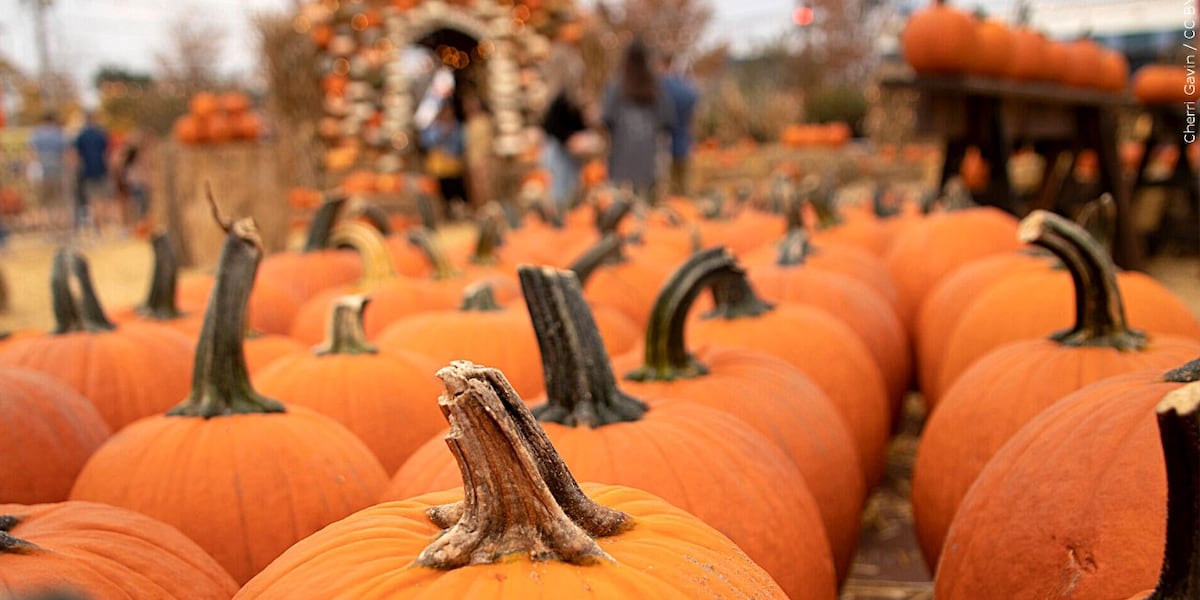 Fall tradition continues with Wesley Memorial's pumpkin patch