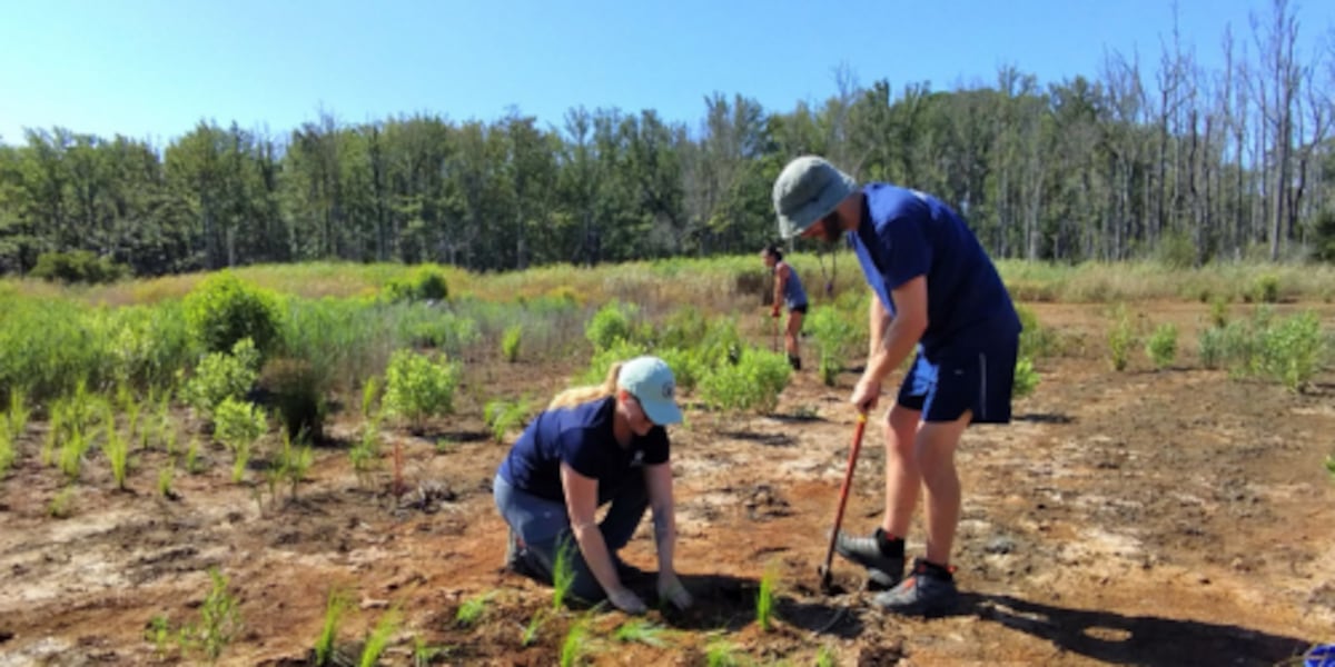 North Carolina Coastal Federation seeking volunteers for wetland planting