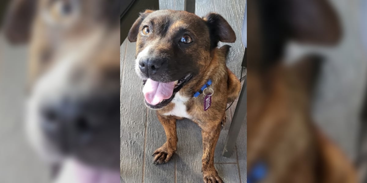 Freedom Pixie Pet of the Week: Pixie from Freedom Bridge Animal Rescue