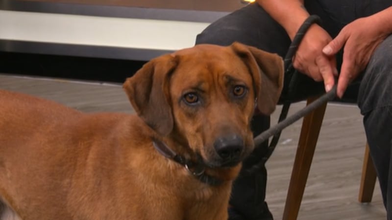 Pet of the Week