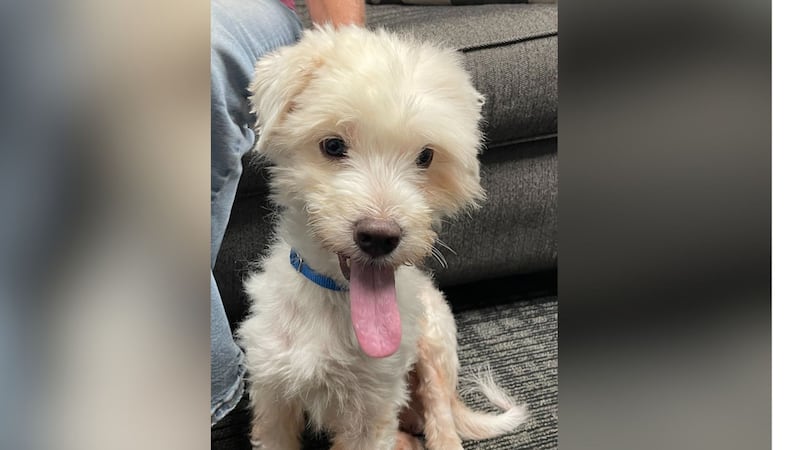 Sherman from Freedom Bridge Animal Rescue