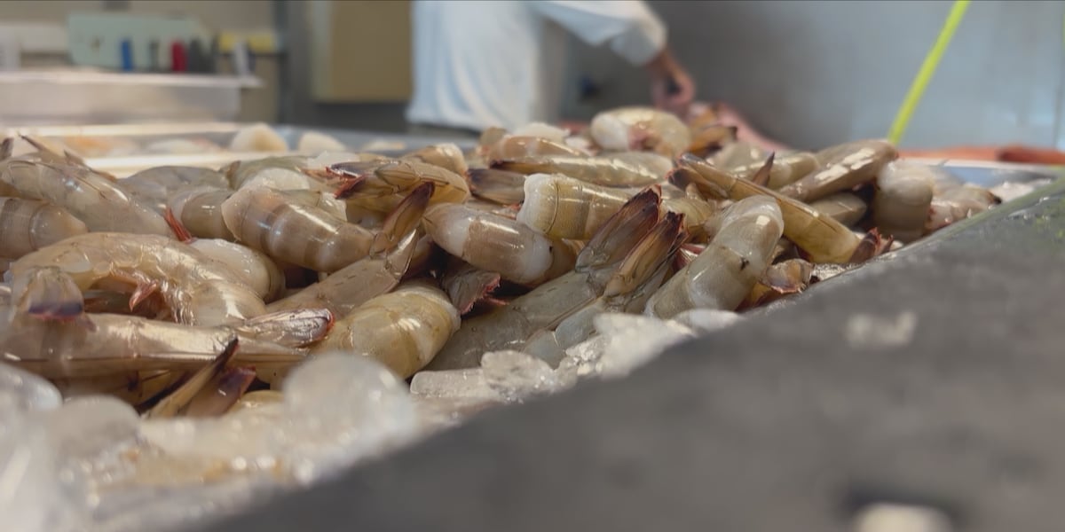 New limits on sea mullet? NC officials ask fishermen for input
