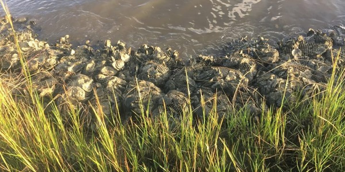 Soundside Reserve Construction to begin on living shoreline project at Soundside Park in ...