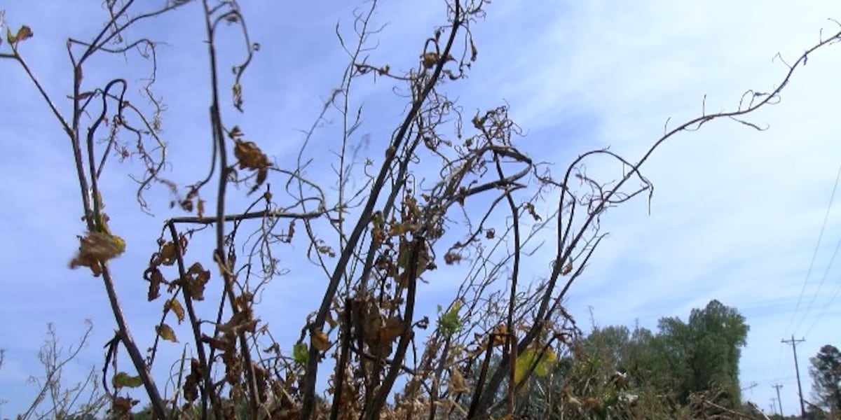 82 counties in North Carolina declared ‘natural disaster areas’ by US government