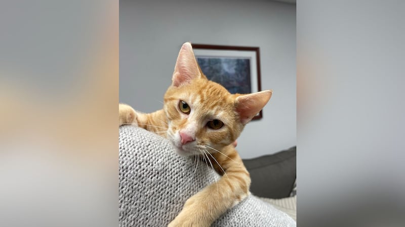 Orange Crush from Feline Matchmakers