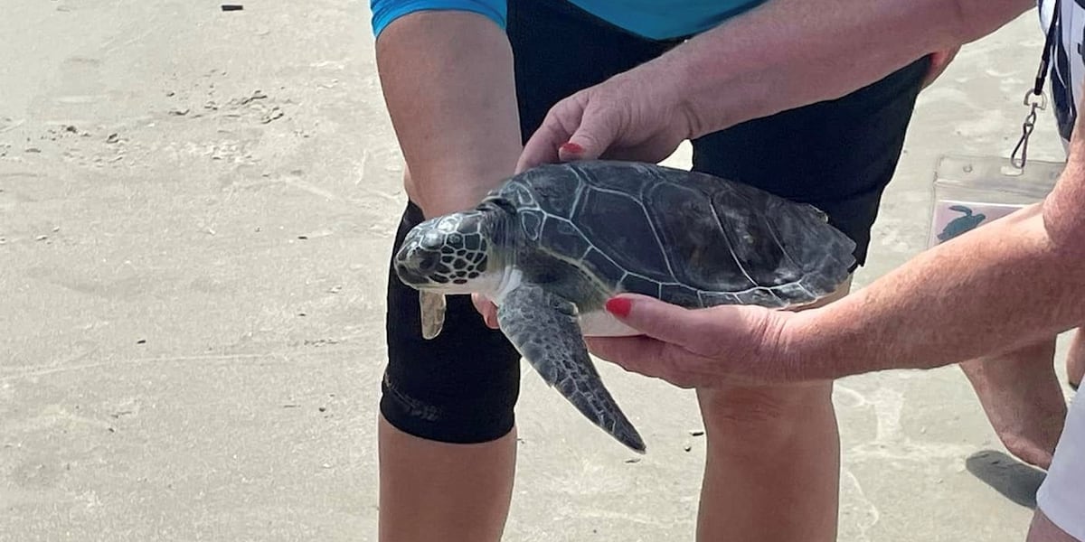 Turtle Shell Police Police help escort rehabilitated turtles for release at Sunset Beach