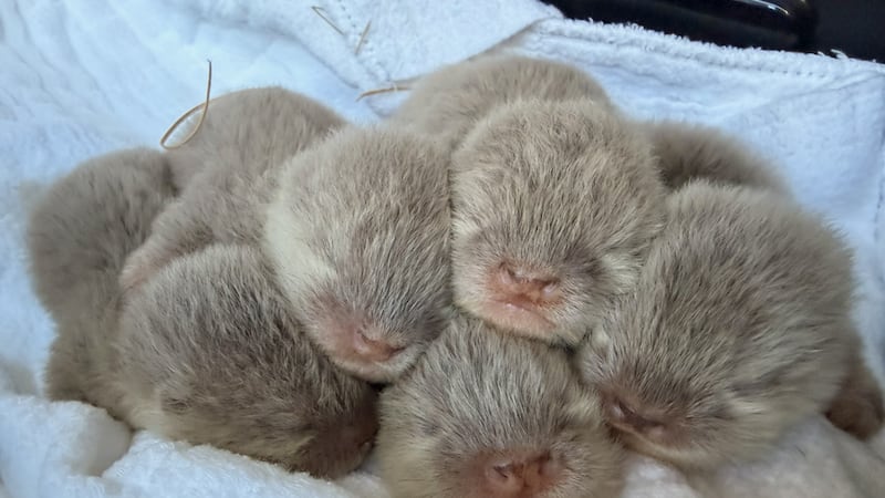 Four male and one female Asian small-clawed otter pups born at the NC Aquarium at Fort Fisher...