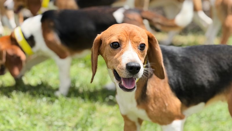 Beagles roam the grass on Monday, June 15, 2026, in Marshall, Wis. (Big Dog Ranch Rescue via AP)