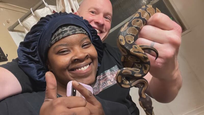Women Vs Python Woman surprised by ball python found in her toilet