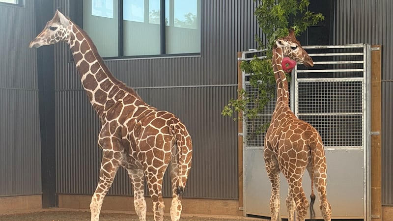 Two giraffe calves missing from Natural Bridge Zoo have been found.