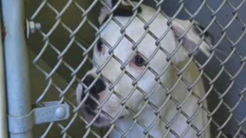 Burnett accepted the responsibility for 28 dogs at the Burnett Veterinary Hospital in late May...