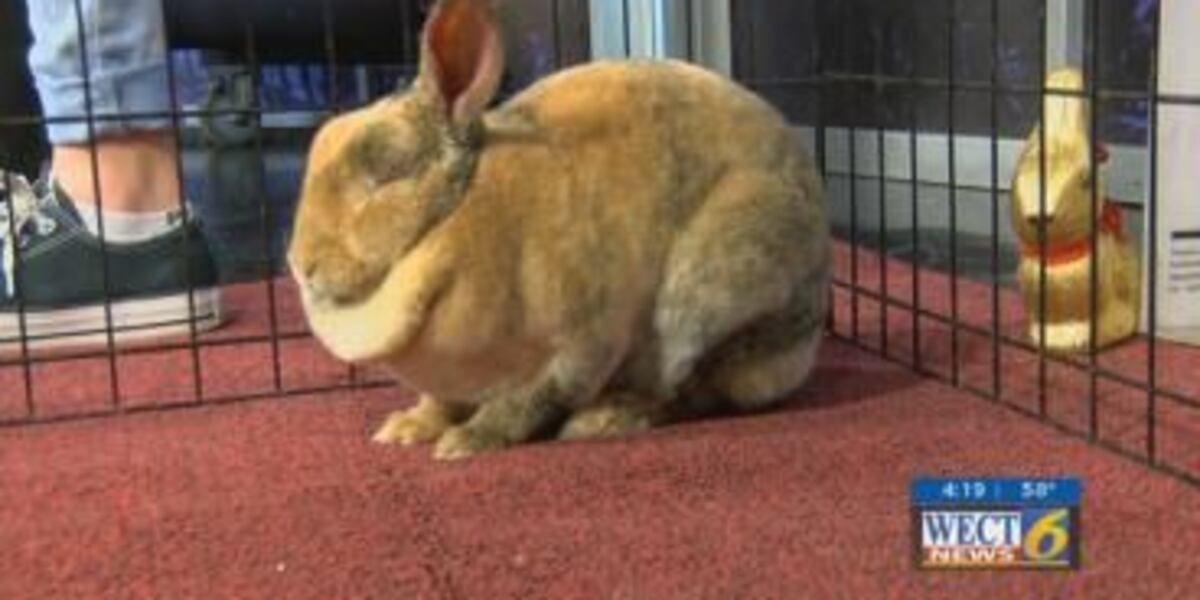 Considering a bunny for Easter? Most end up abandoned