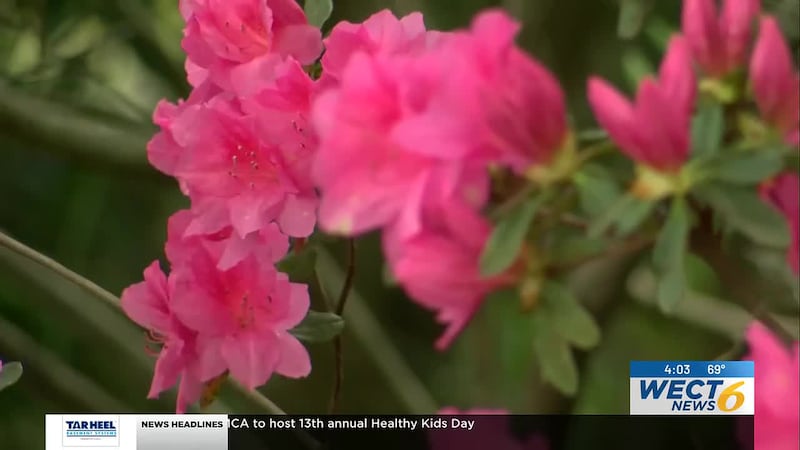 The 2026 North Carolina Azalea Festival is set to take place this week with several different...