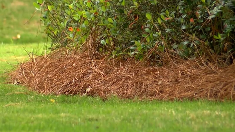 The Whiteville fire marshal is warning property owners about the dangers of pine straw after...
