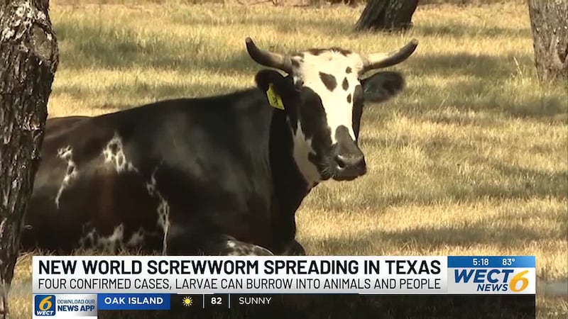 A flesh-eating parasite not seen in the U.S. in decades has been confirmed twice in Texas.