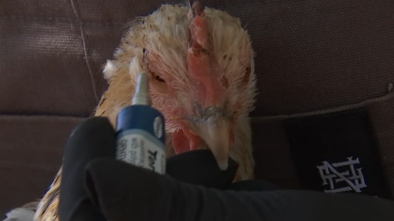 Fowl pox spreading through Las Vegas backyard chicken coops as mosquito season peaks