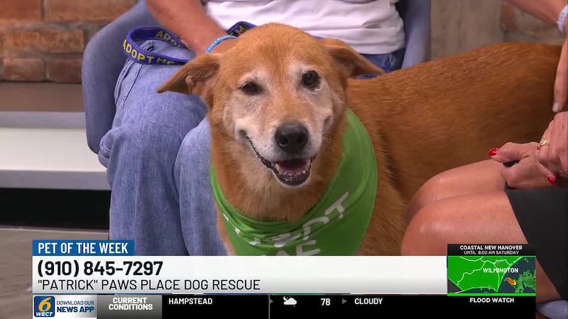 Patrick, a 7-year-old Golden Retriever mix from Paws Place Dog Rescue, is looking for his...