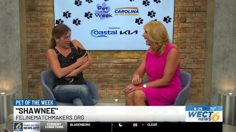 Shawnee, a kitten from Feline Matchmakers, is looking for her forever home.