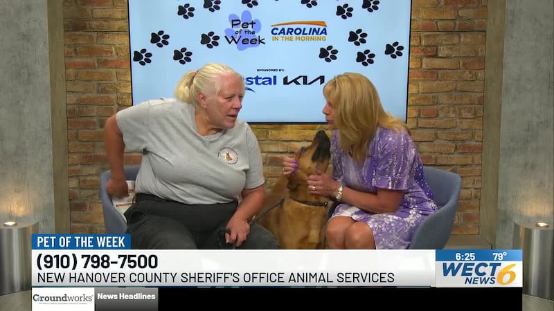 A playful pup found as a stray is looking for a fresh start and a forever family.