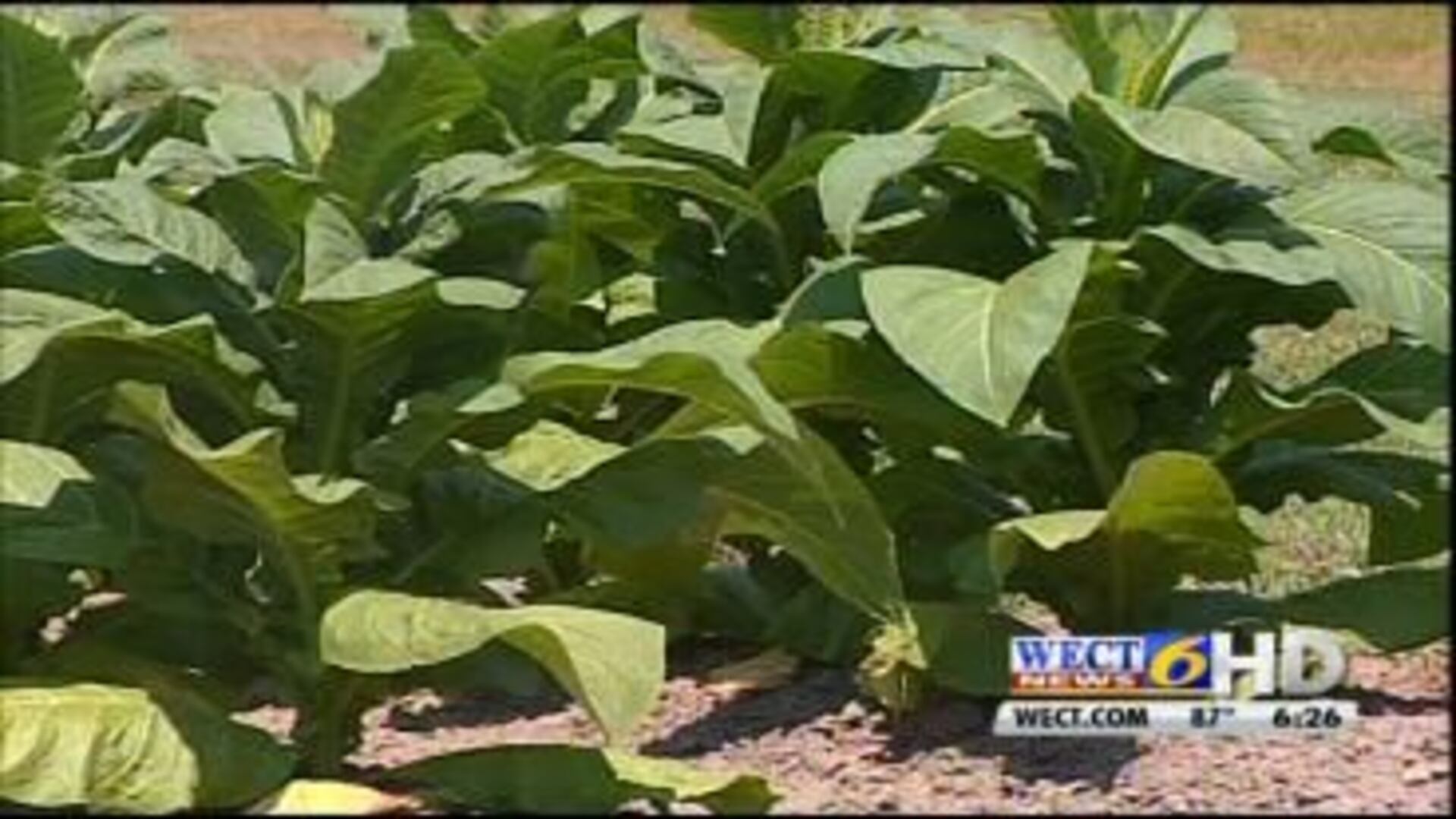 nc tobacco buyout Nothing like passing by a nice farm along the backroads of North Carolina NC farmers swap tobacco crop