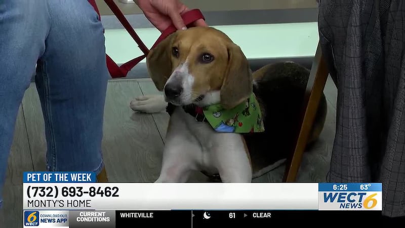 Meet Flicker, this week’s featured Pet of the Week from Fireside Friends.