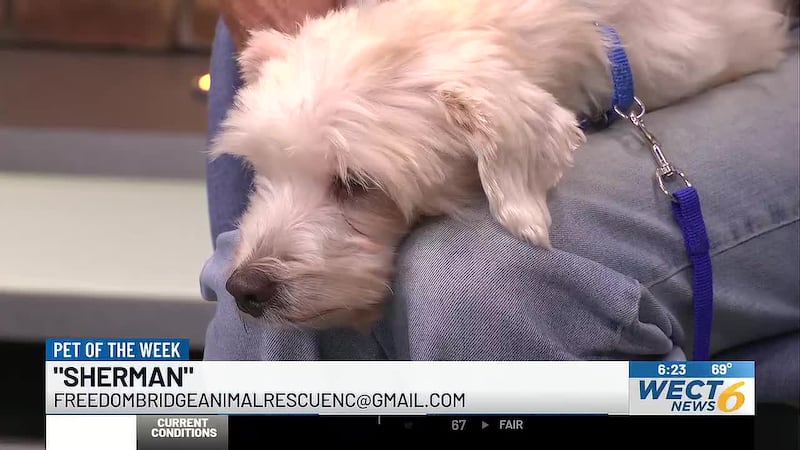 Sherman, a 4-year-old poodle mix, is looking for his foster-to-adopt home.