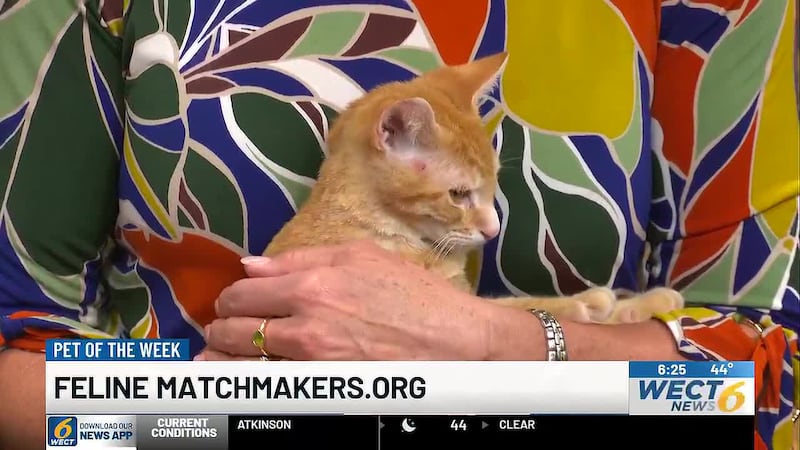 Meet Orange Crush, a 4-month-old kitten from Feline Match Makers.