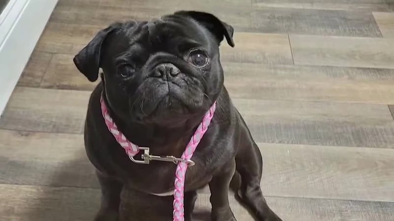 A Georgia family said an animal hospital employee secretly took a pug home after they paid to...